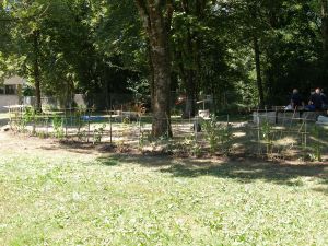 Projekt Hecke 17