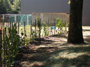 Projekt Hecke 19